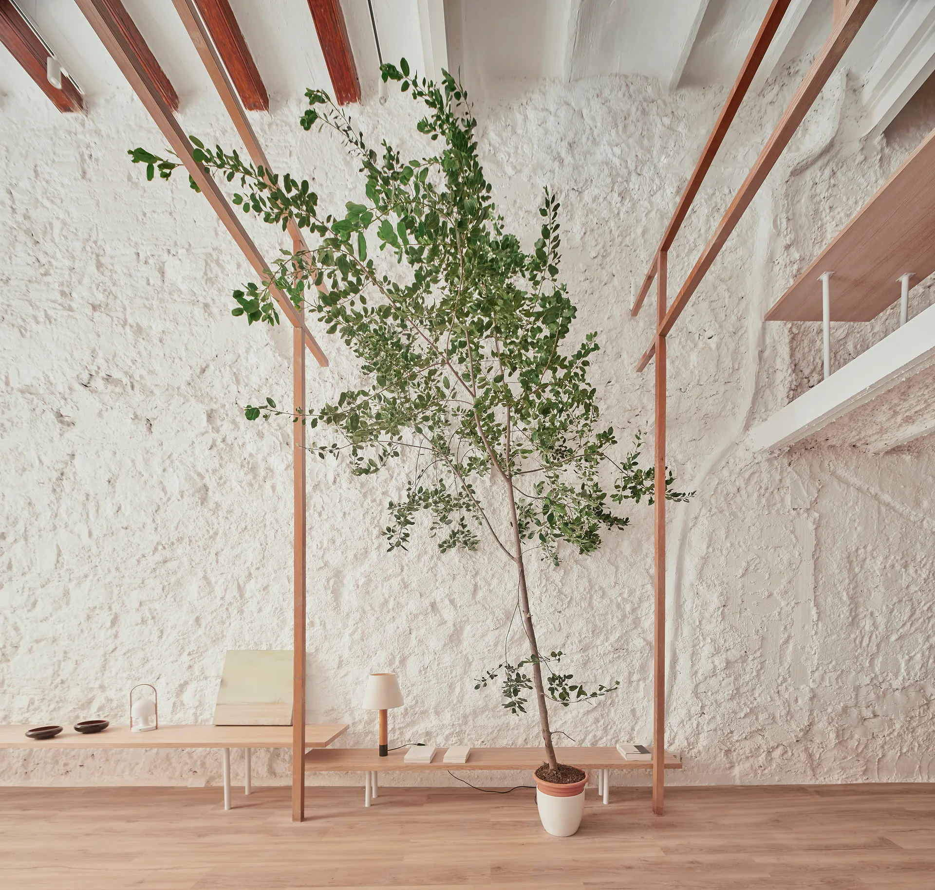 A minimalist room featuring a highly textured white plaster wall, a low wooden shelf with a tall potted tree, and exposed ceiling beams.