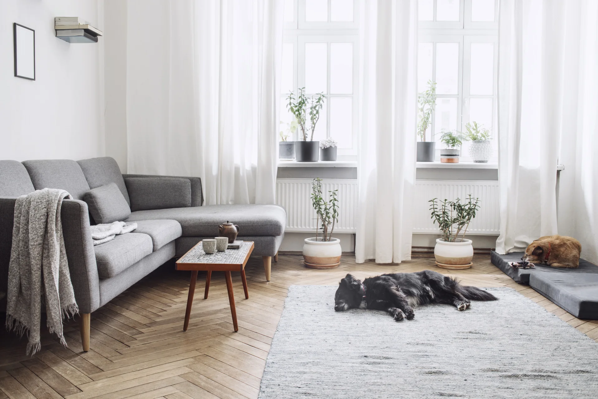 A light-filled living room featuring a grey sectional sofa, a small patterned coffee table, and potted plants in front of large windows.