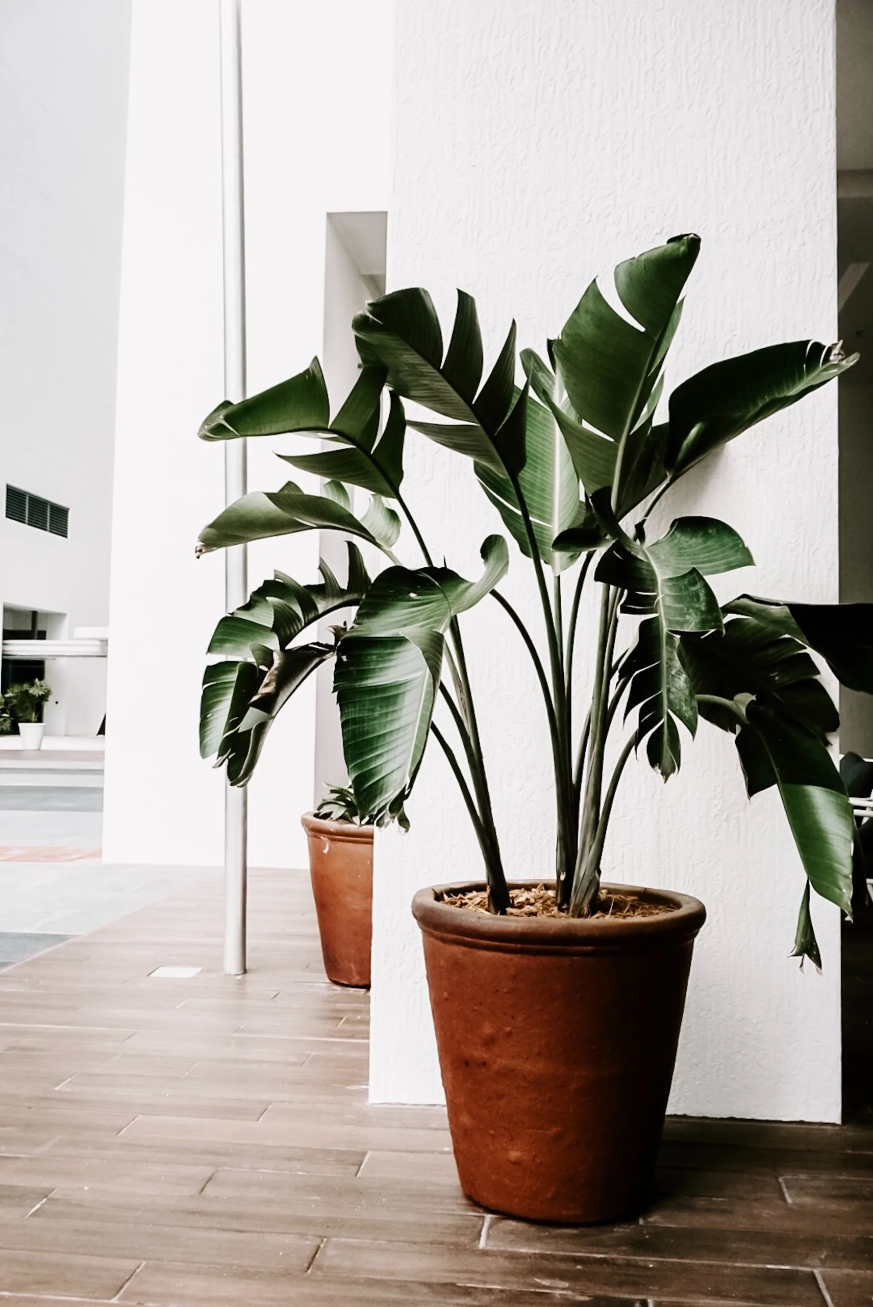 A large green bird of paradise plant in a terracotta pot stands next to a white stucco pillar on a brown plank patio floor.