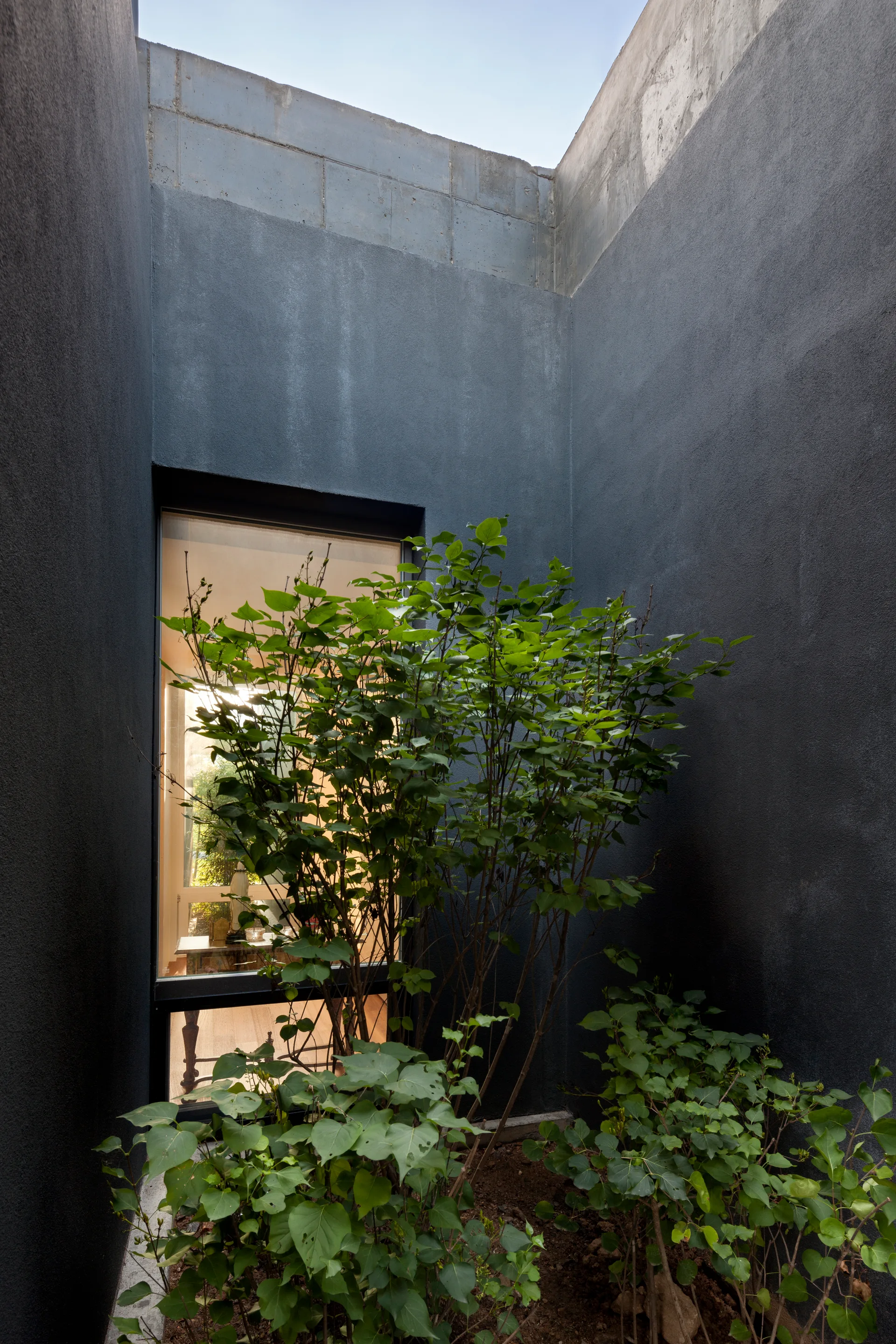 A small enclosed courtyard features tall dark grey stucco walls, green shrubs, and a vertical window looking into a lit indoor room.