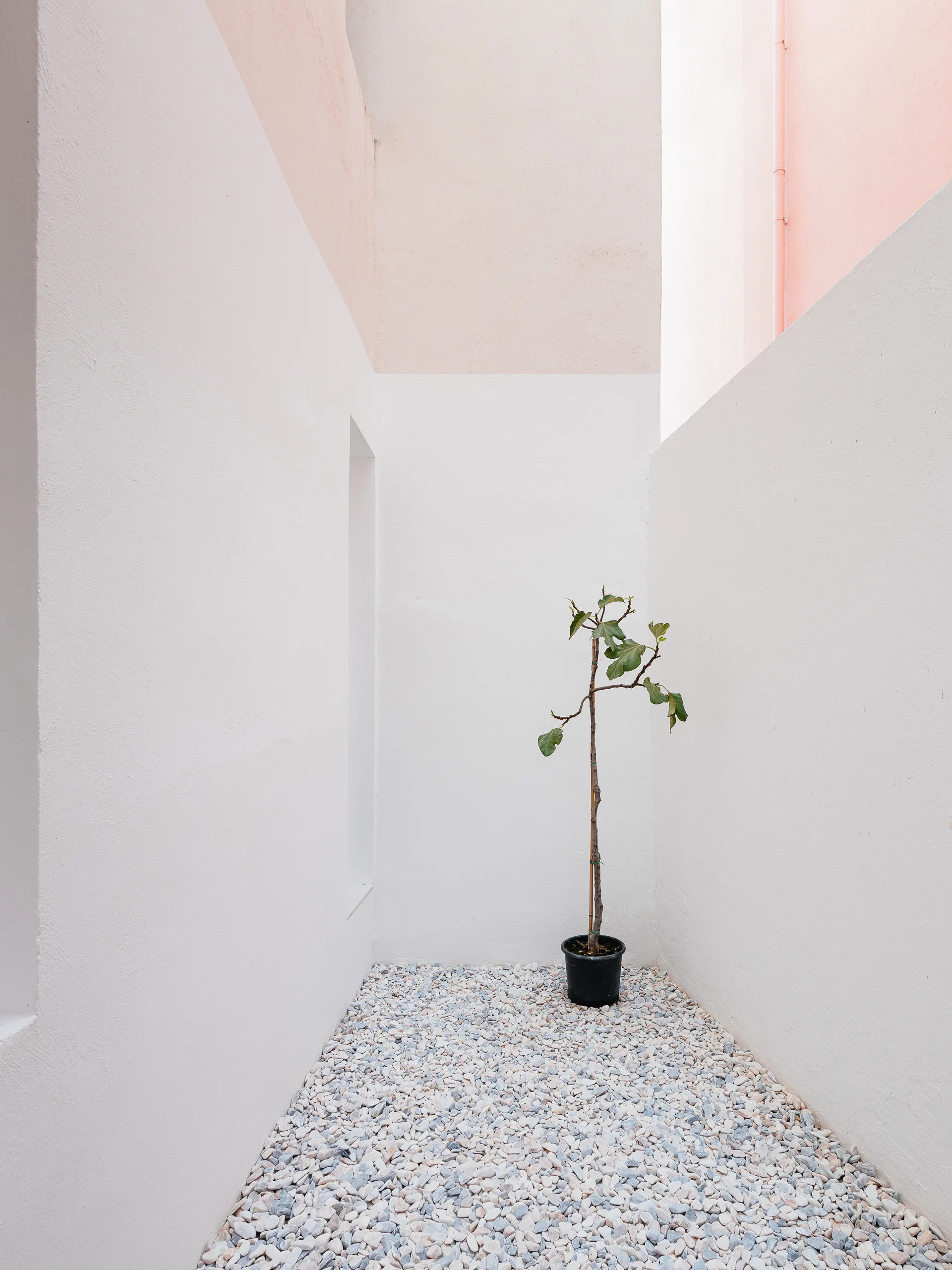 A single potted plant stands on a light-colored pebble floor in a narrow, high-walled white courtyard.