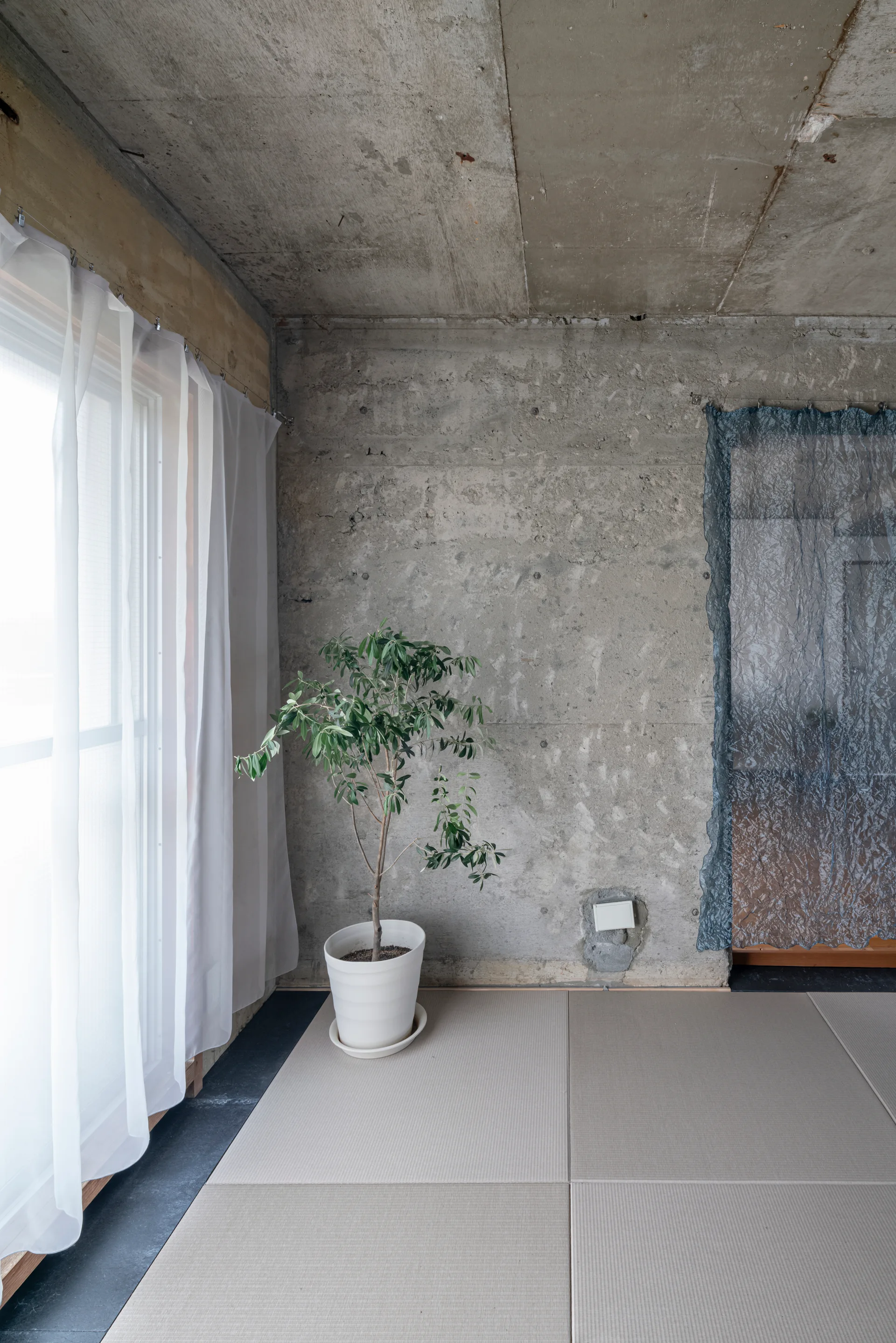 A minimalist room with tatami mat flooring, a raw concrete wall and ceiling, a green potted plant, and a large window with sheer white curtains.
