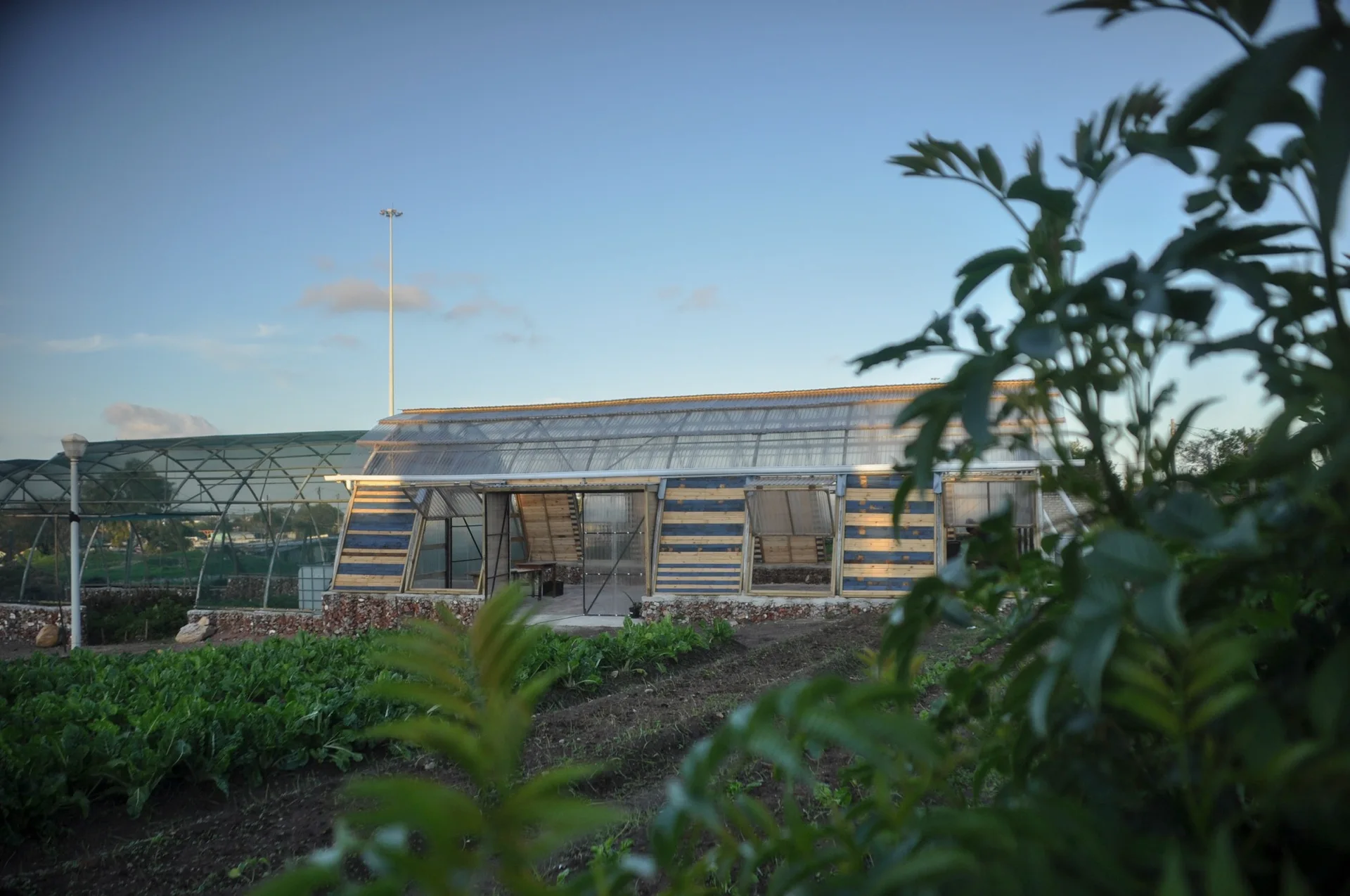 A rustic greenhouse made of blue and natural wood pallets and a corrugated plastic roof stands in an agricultural field.