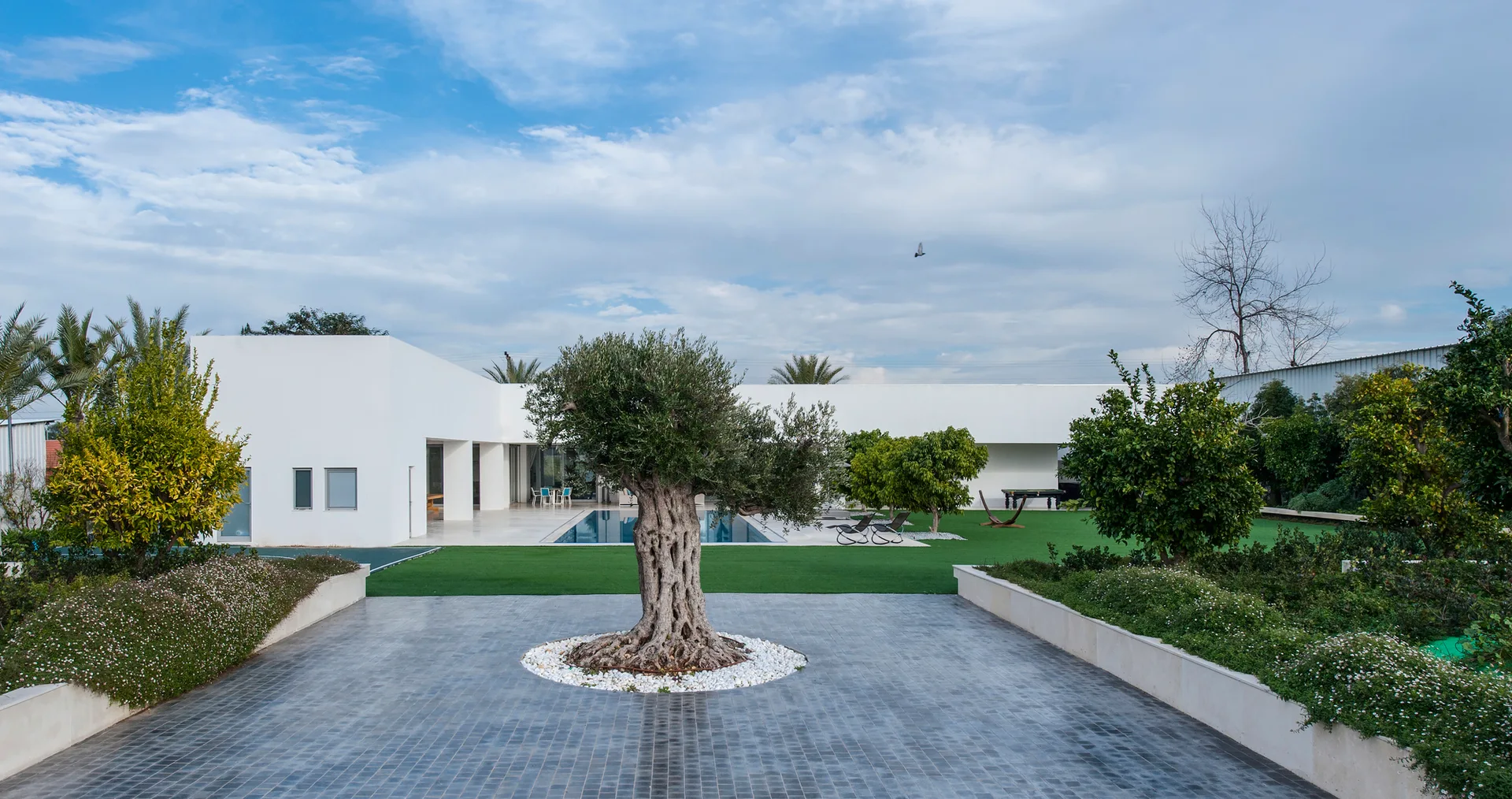 A modern white building overlooks a landscaped backyard with a centered olive tree, a manicured green lawn, and a swimming pool.