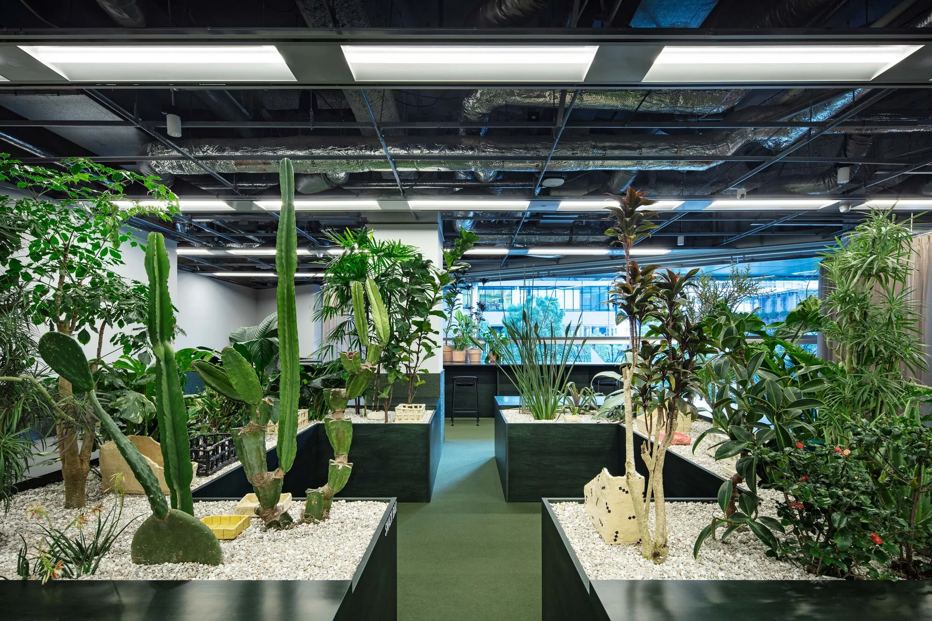 Large black rectangular planters filled with white gravel and various green cacti sit on a green floor beneath an exposed industrial ceiling.