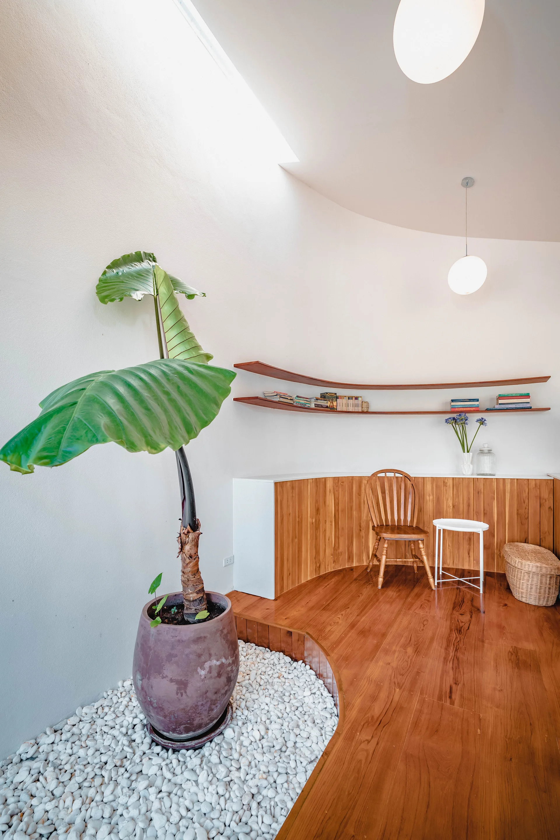 A curved white wall with warm wood paneling, floating wooden shelves, a wooden spindle chair, and a large potted plant set in a bed of white pebbles.