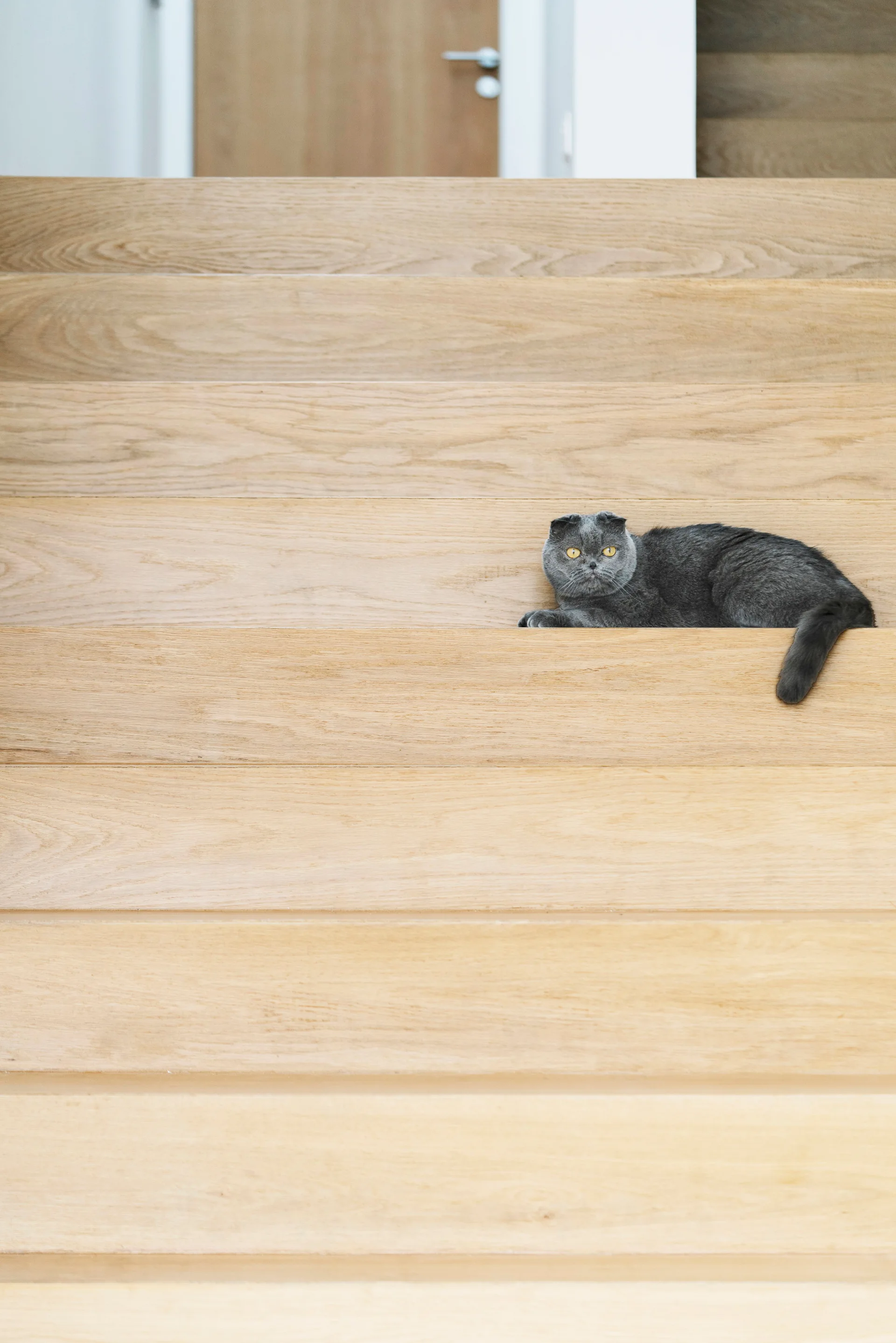 A grey cat rests on the smooth wood treads of a minimalist staircase with clean lines and natural grain.