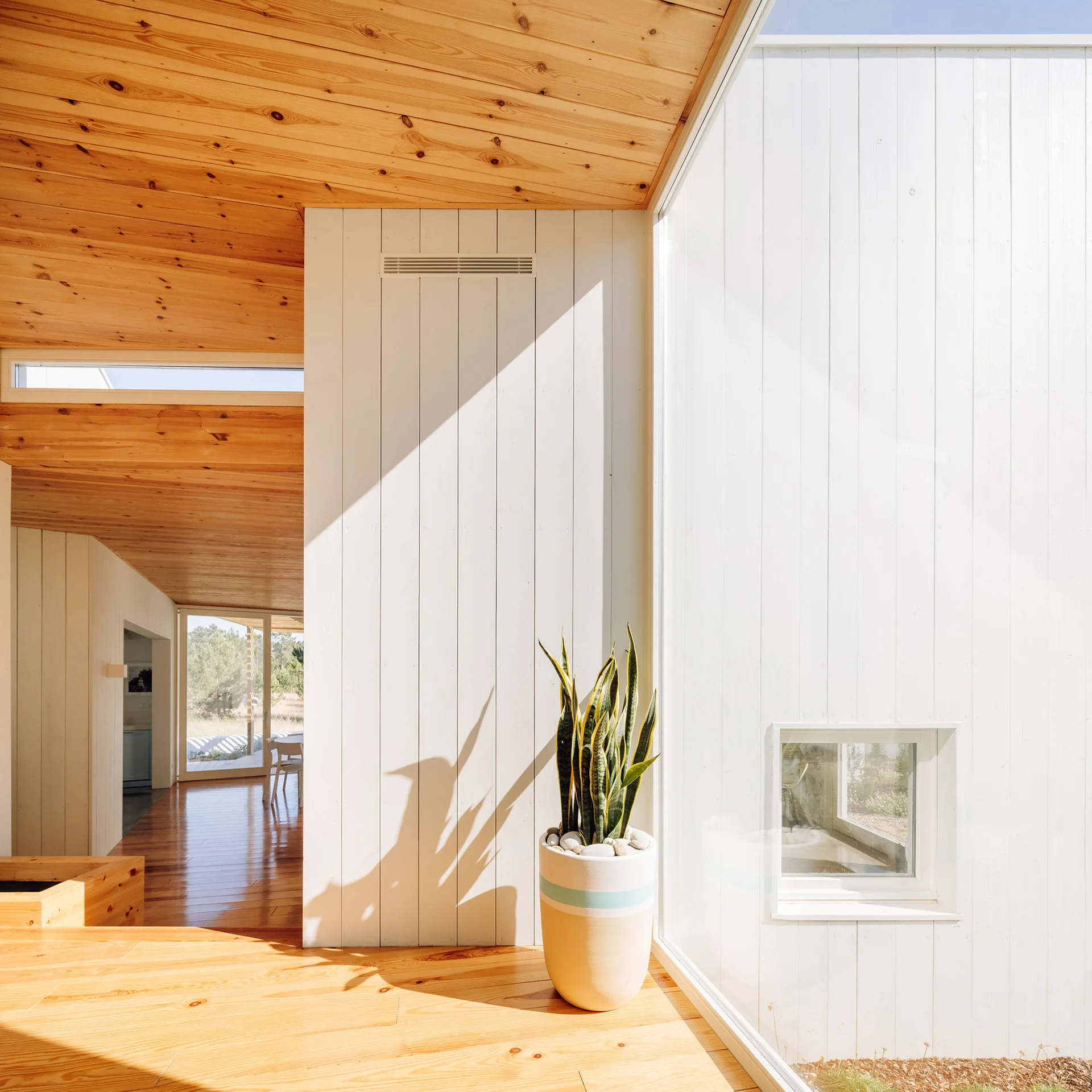 A minimalist home interior features a natural pine plank ceiling, matching wood floors, white vertical paneling, and a potted snake plant.