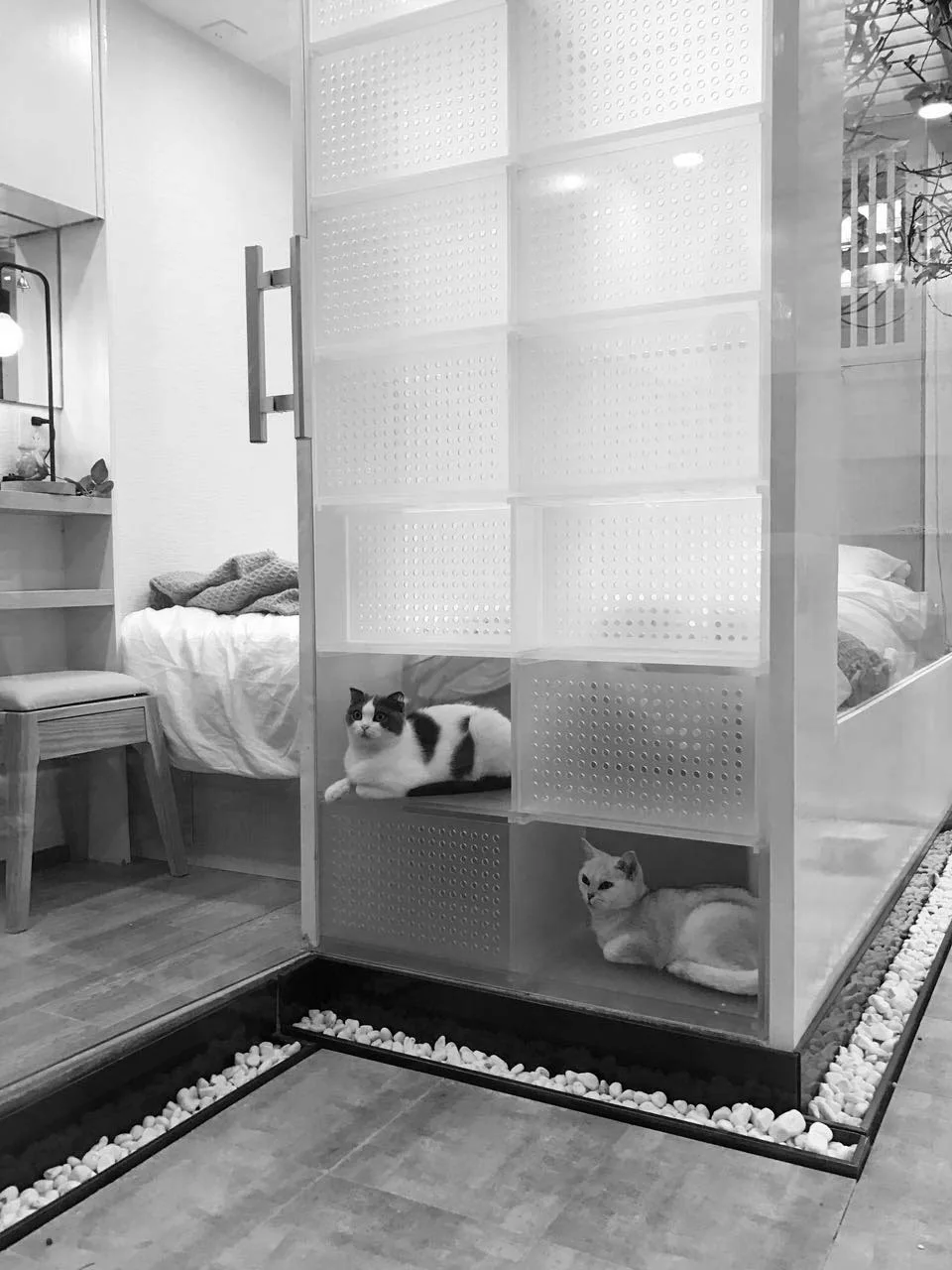 Two cats rest inside a translucent modular storage wall next to a bedroom vanity and a stone floor border.