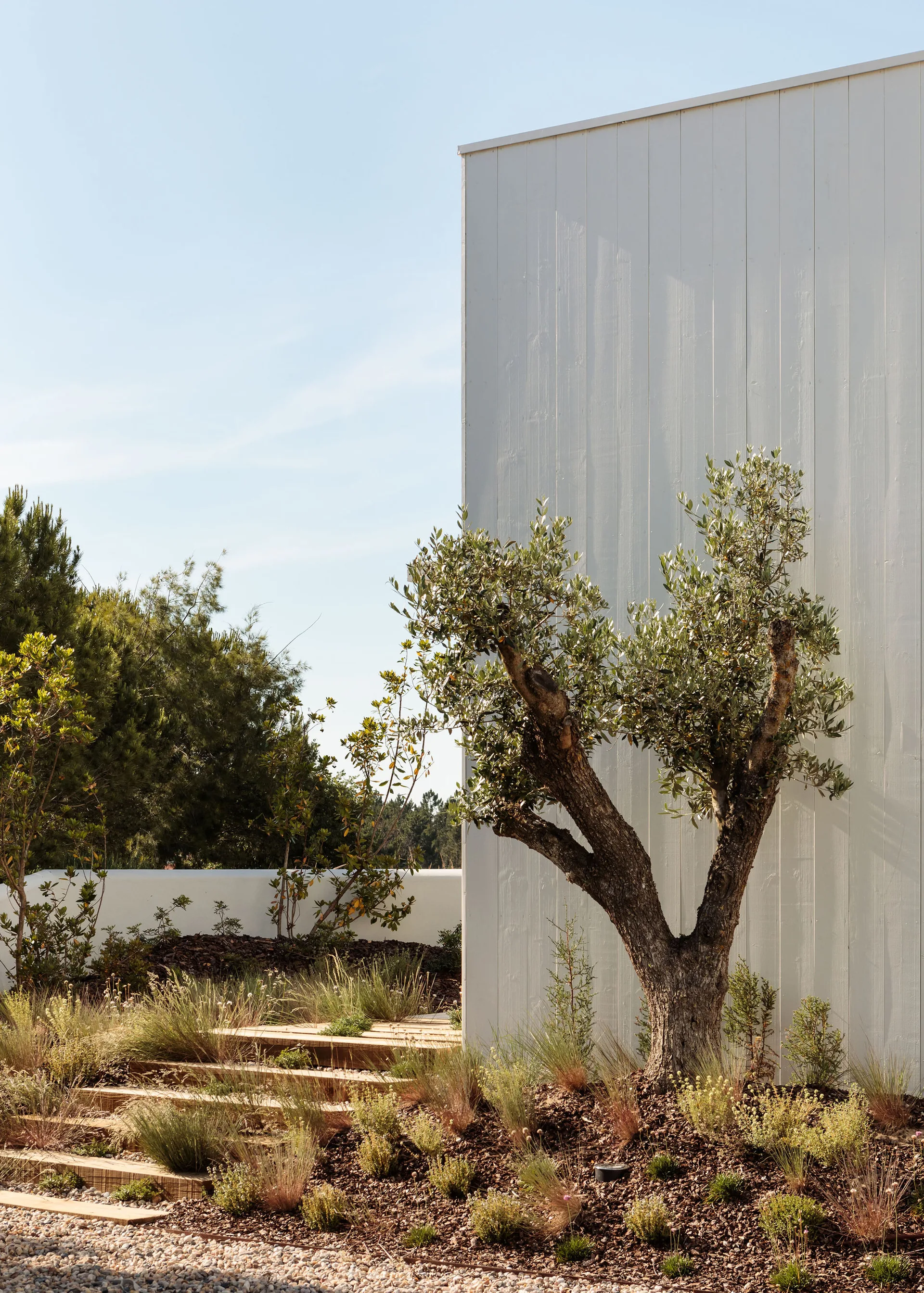 A mature olive tree stands beside an off-white vertical wood clad exterior wall next to stepped wooden garden stairs and wild grass plantings.