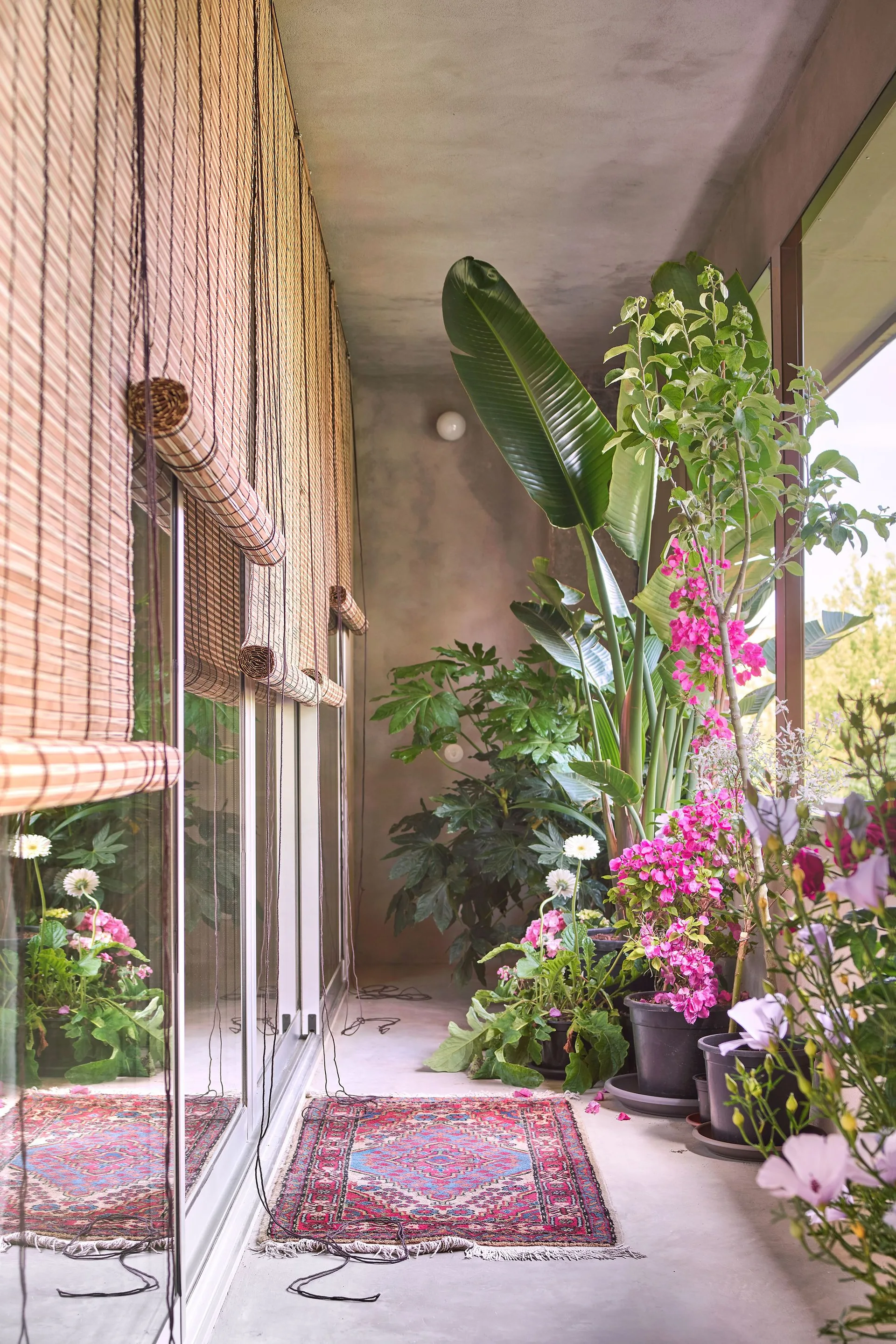 A narrow concrete balcony decorated with woven bamboo roll-up shades over glass sliding doors, a red patterned rug, and lush pink and green plants.
