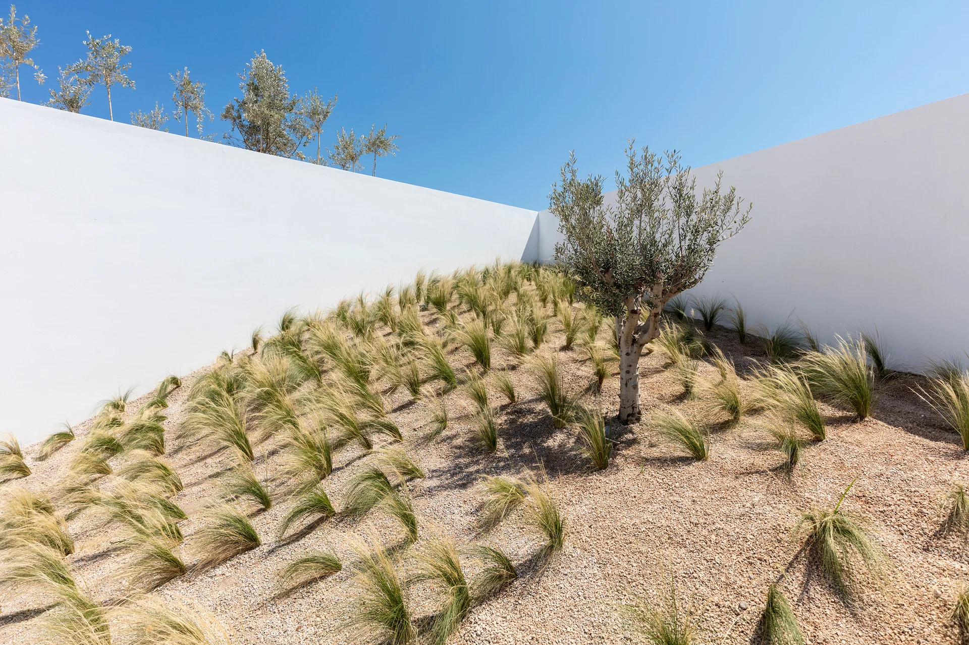 A minimalist outdoor garden with a single olive tree and ornamental grasses planted on a gravel slope, bordered by stark white stucco walls.