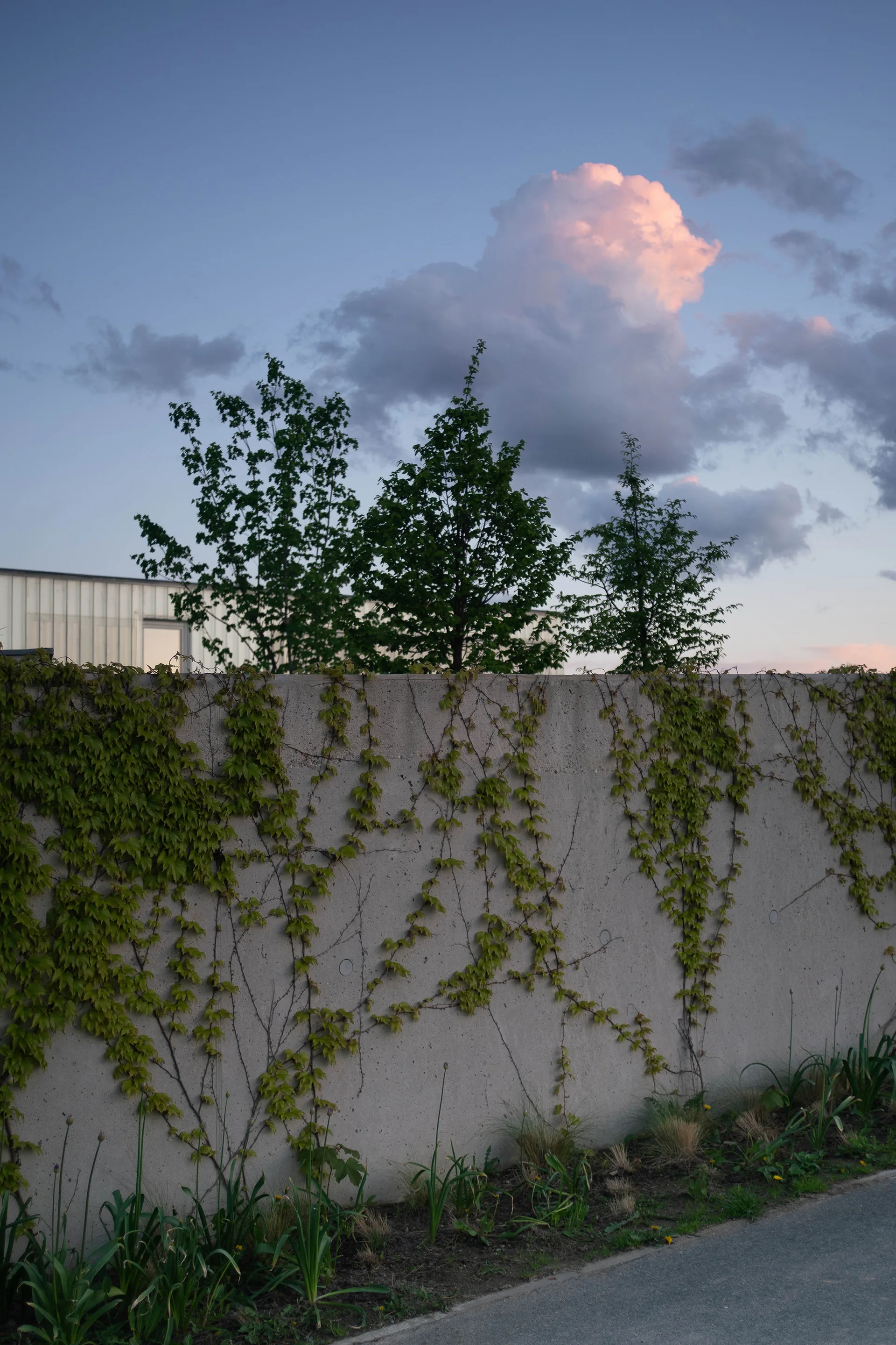 A tall grey concrete wall covered with green climbing vines stands under a dusk sky with trees visible behind it.