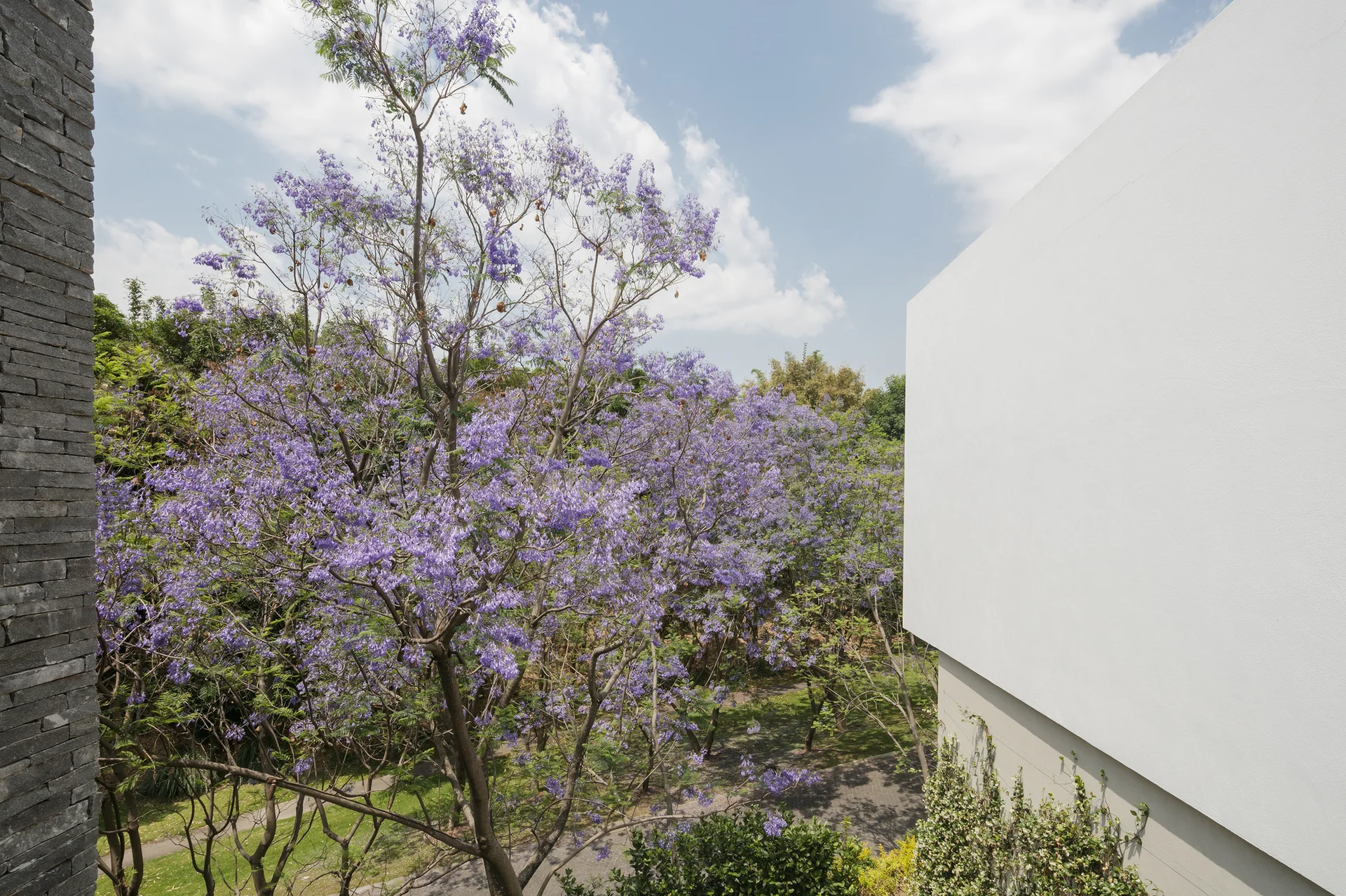A view of blooming purple jacaranda trees positioned between a rough grey stone wall and a smooth white building facade.
