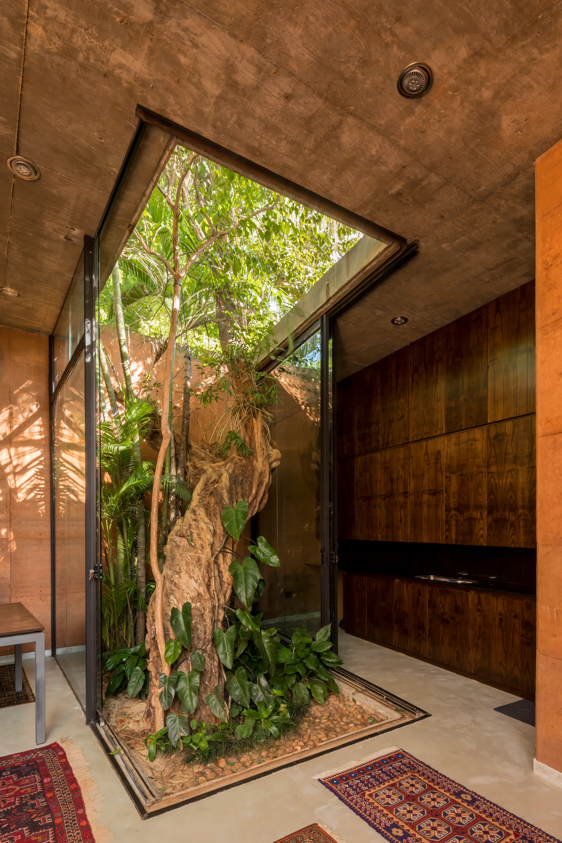 A modern home interior featuring a central glass-enclosed indoor garden with a large tree, concrete ceilings, and dark wood kitchen cabinets.