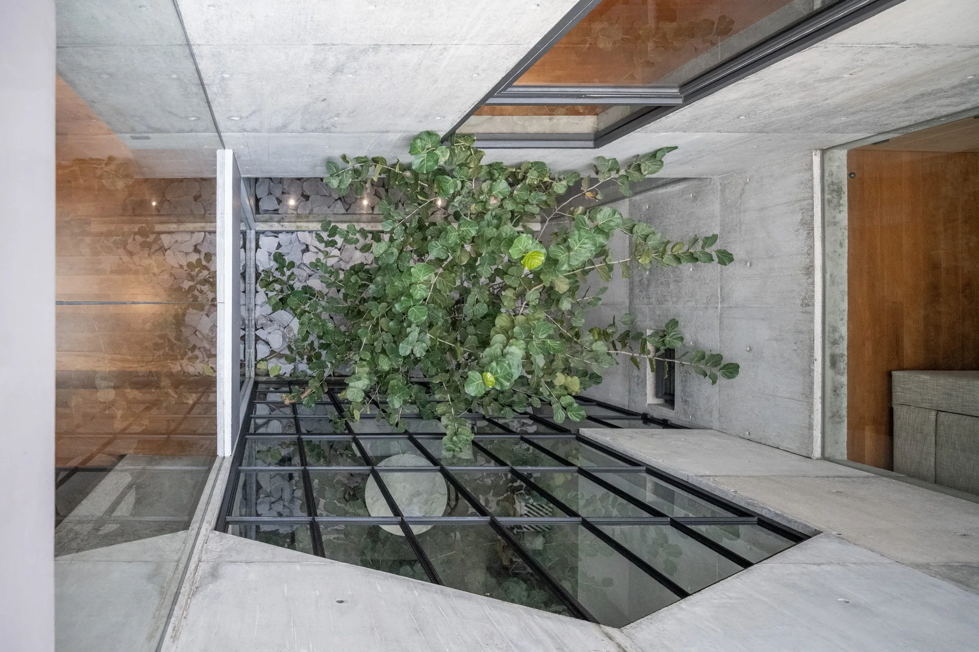 High-angle view of an indoor courtyard featuring a green tree on a pebble bed surrounded by exposed concrete walls and large glass windows.