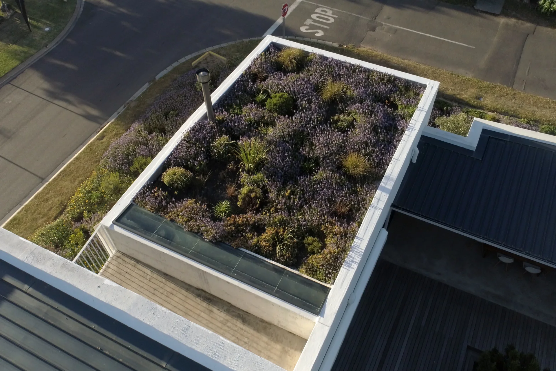An aerial view of a rectangular green roof planted with purple lavender and green grasses, bordered by a white parapet next to a skylight.