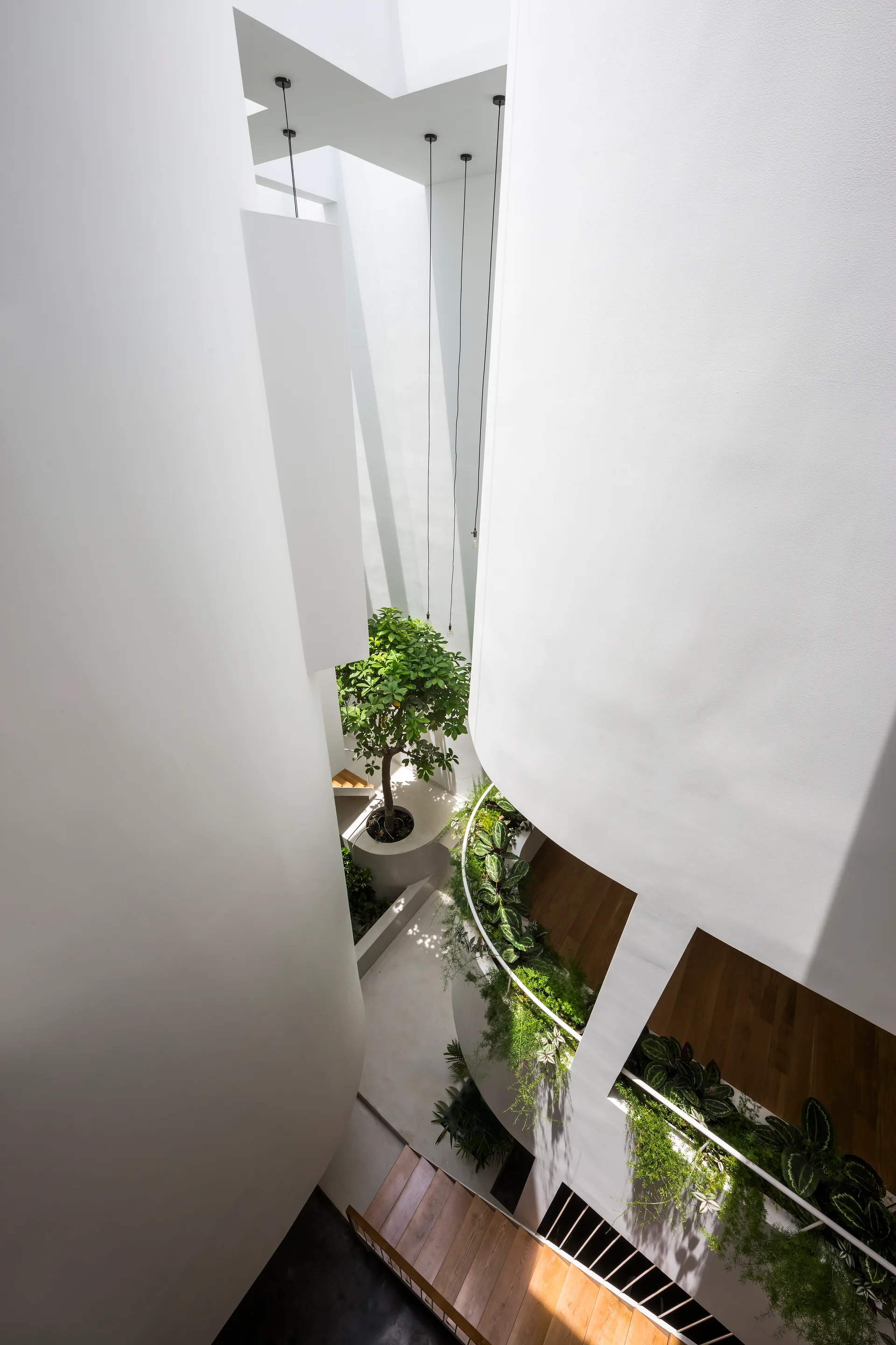 Looking down into a minimalist white atrium with curved walls, wood stairs, hanging pendant lights, and various green plants.
