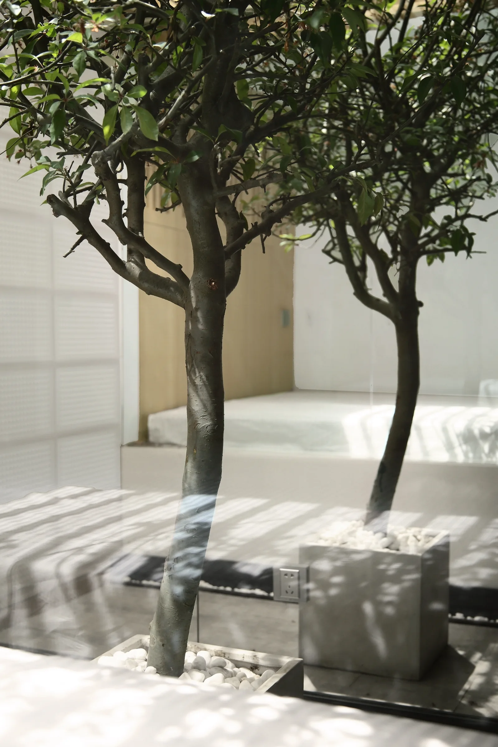 Two potted trees in square concrete planters with white river stones are visible through a reflective glass partition in a minimalist room.