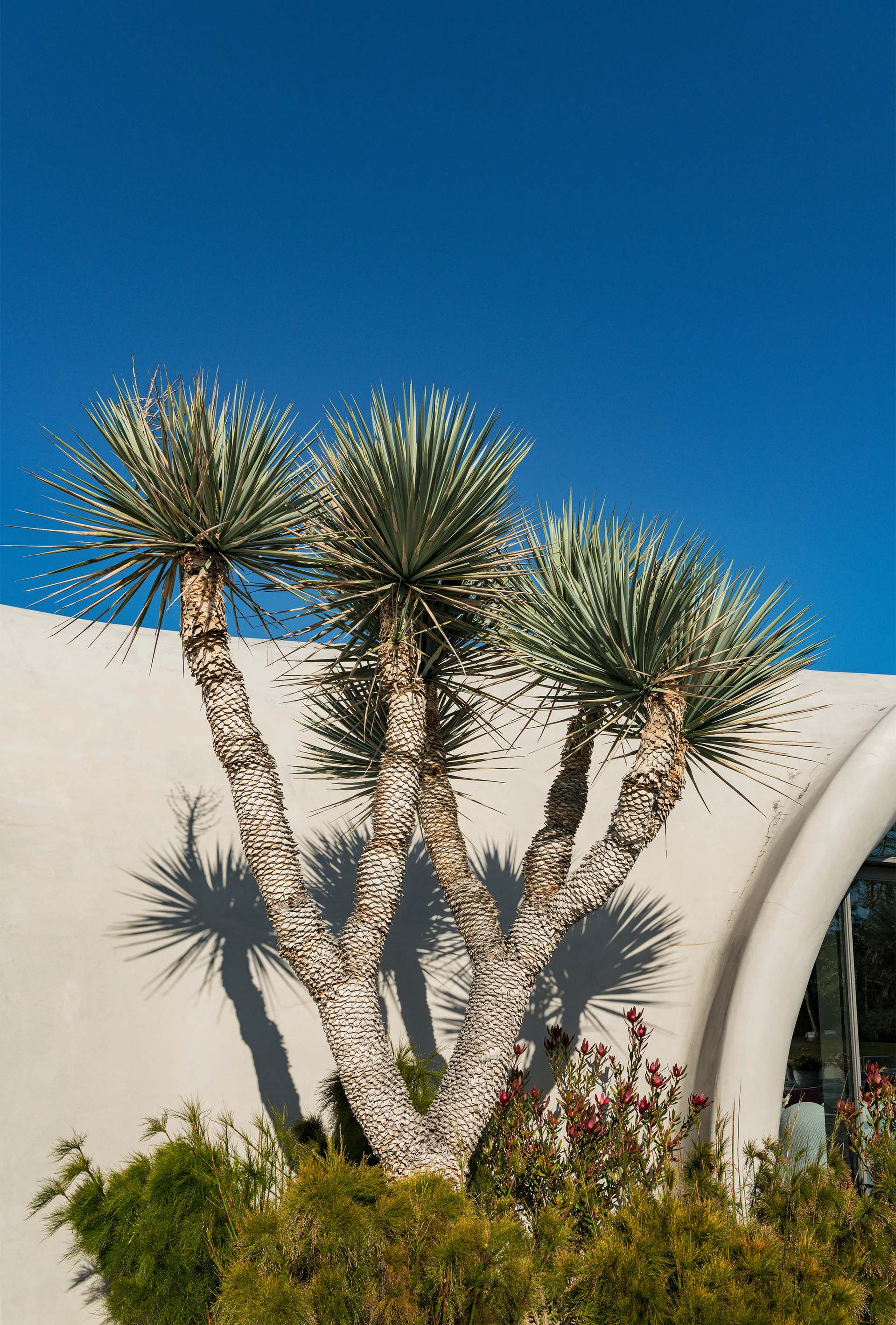A multi-trunk yucca tree with sharp spiked leaves casts dark shadows on a curved beige stucco wall under a bright blue sky.