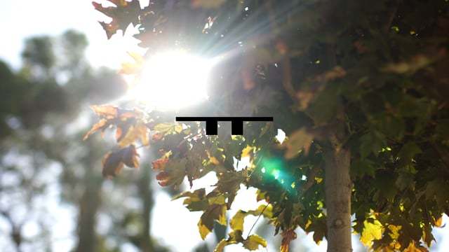 Bright natural sunlight bursts through the green and brown leaves of a backyard deciduous tree, creating a vivid lens flare effect.