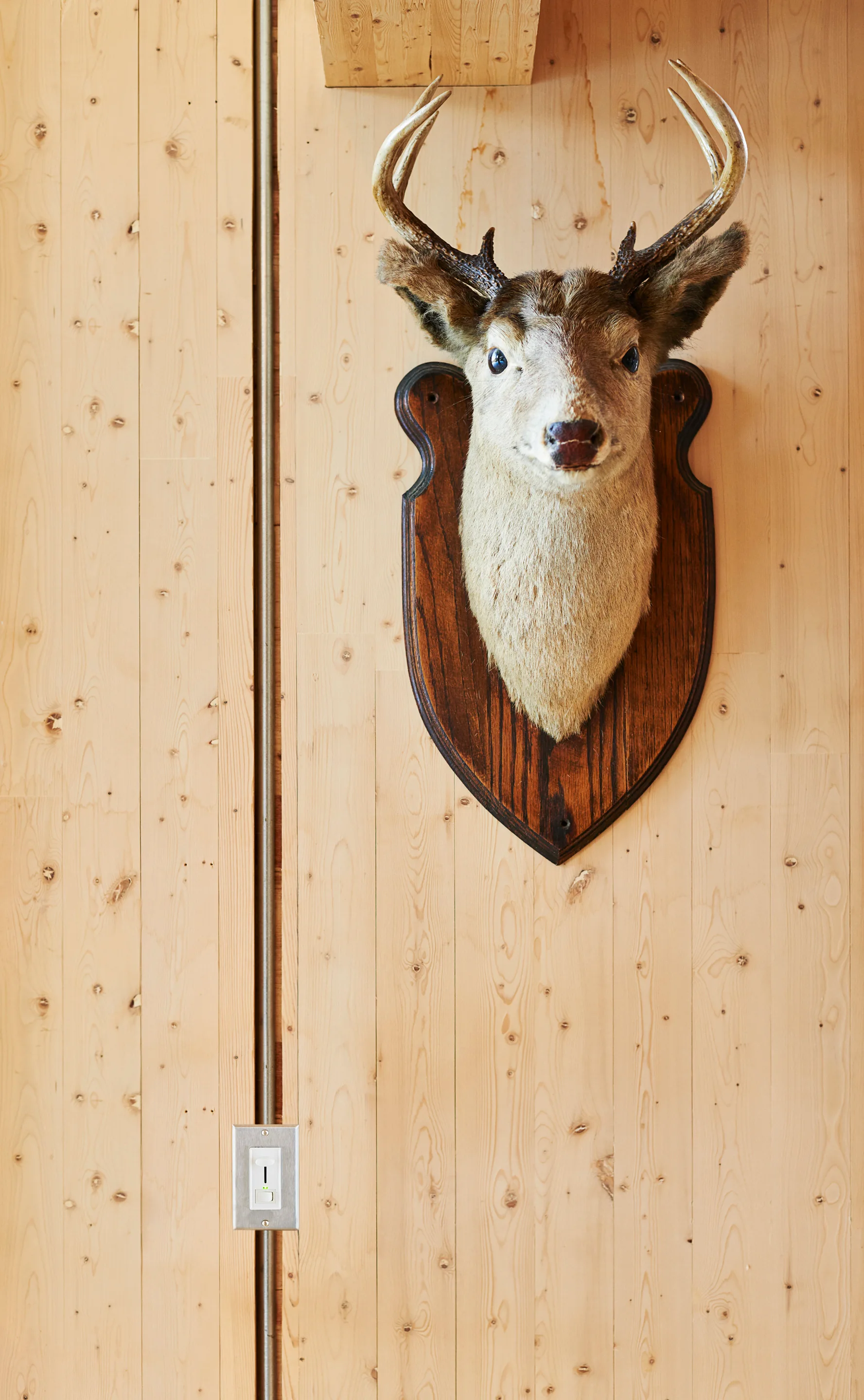 A taxidermy deer head mounted on a dark wood plaque against a light vertical wood paneled wall next to a metal light switch conduit.