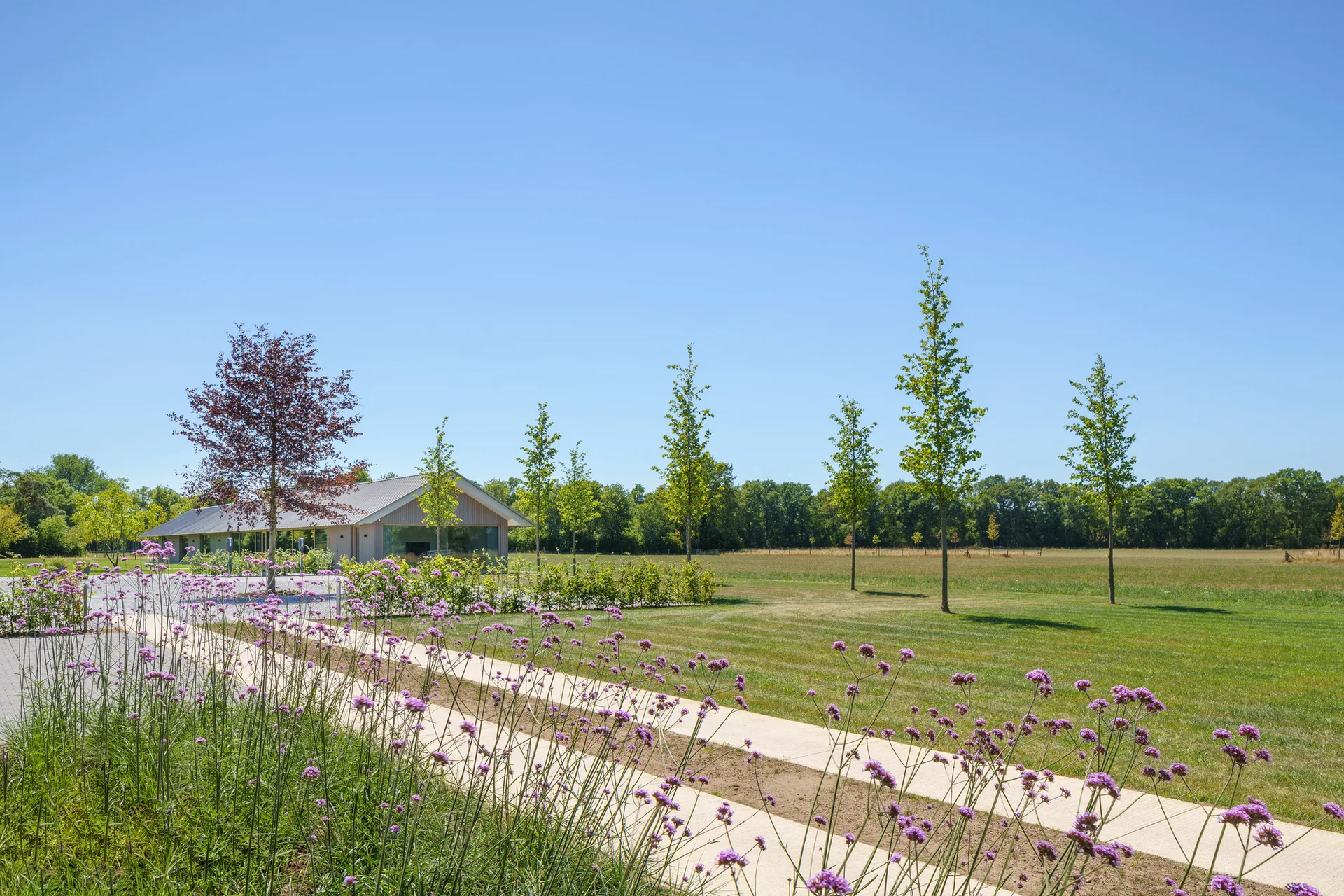 A concrete strip pathway lined with tall purple wildflowers leads across a vast green lawn toward a modern timber building under a clear blue sky.