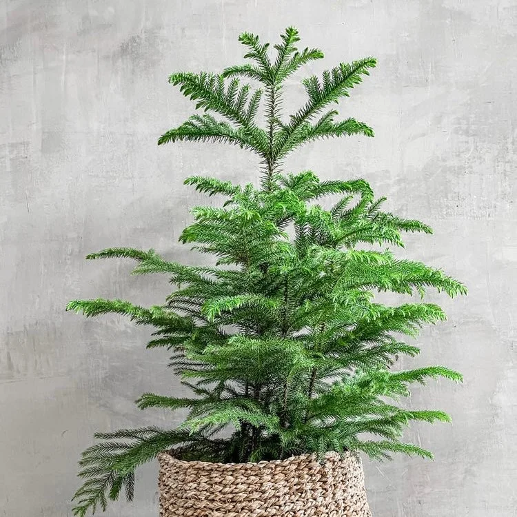 Norfolk Island Pine Potted Norfolk Pine