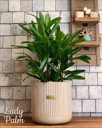 Lady Palm Potted Plant