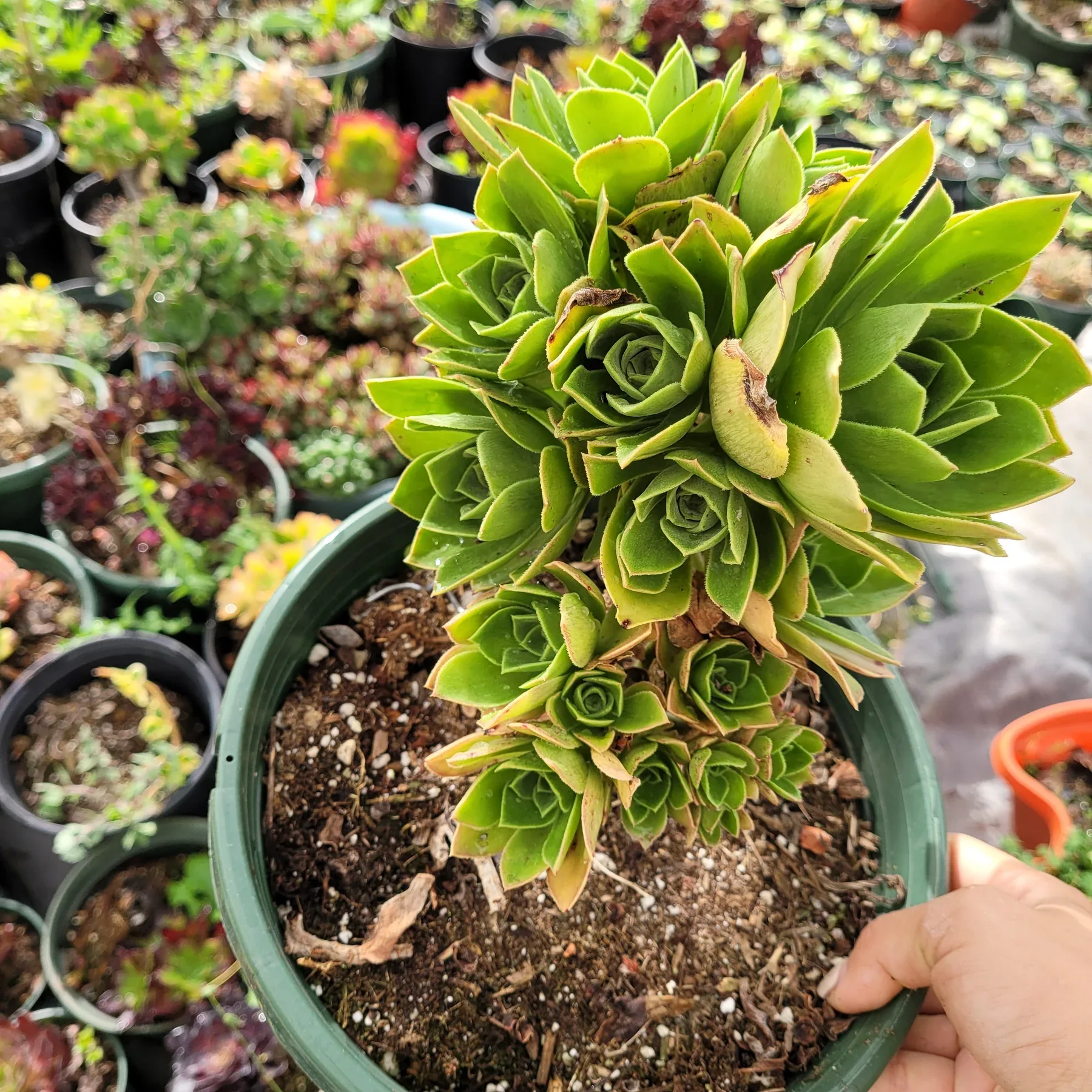 Aeonium Arboreum Green Potted Succulent