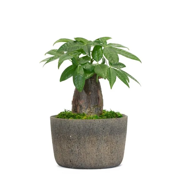Planter With Plant
