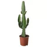 Green Potted Cactus