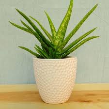 Mia Textured White Ceramic Potted Aloe Vera