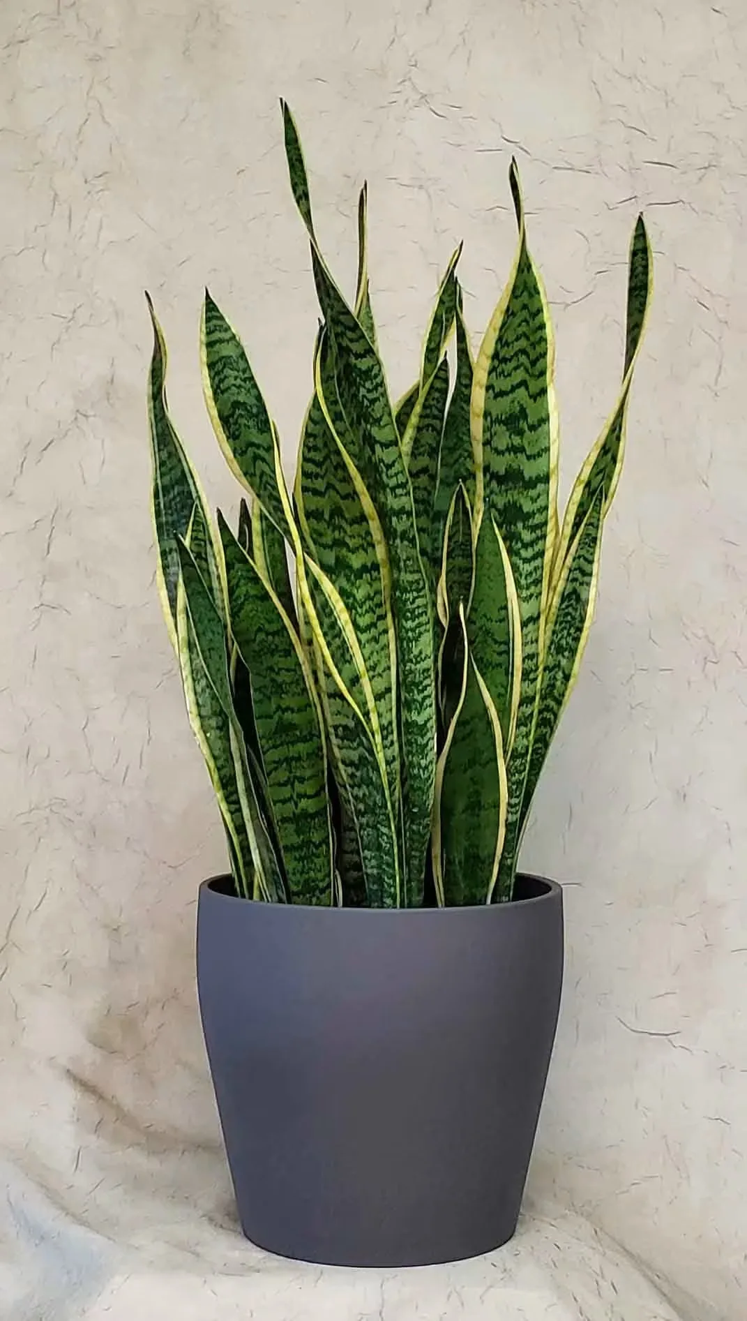 Potted Snake Plant