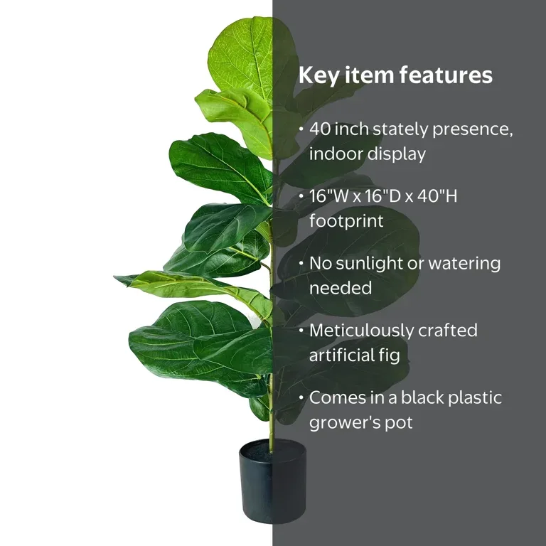 Fiddle Leaf Fig Plant