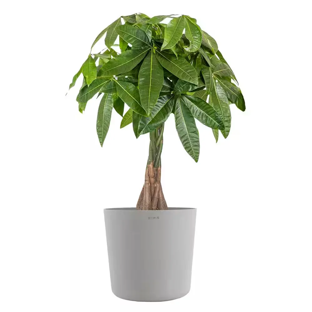Planter With Plant