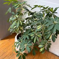 Schefflera Arboricola Potted Plant