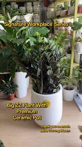 Potted Plant