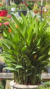 Tropical Plants