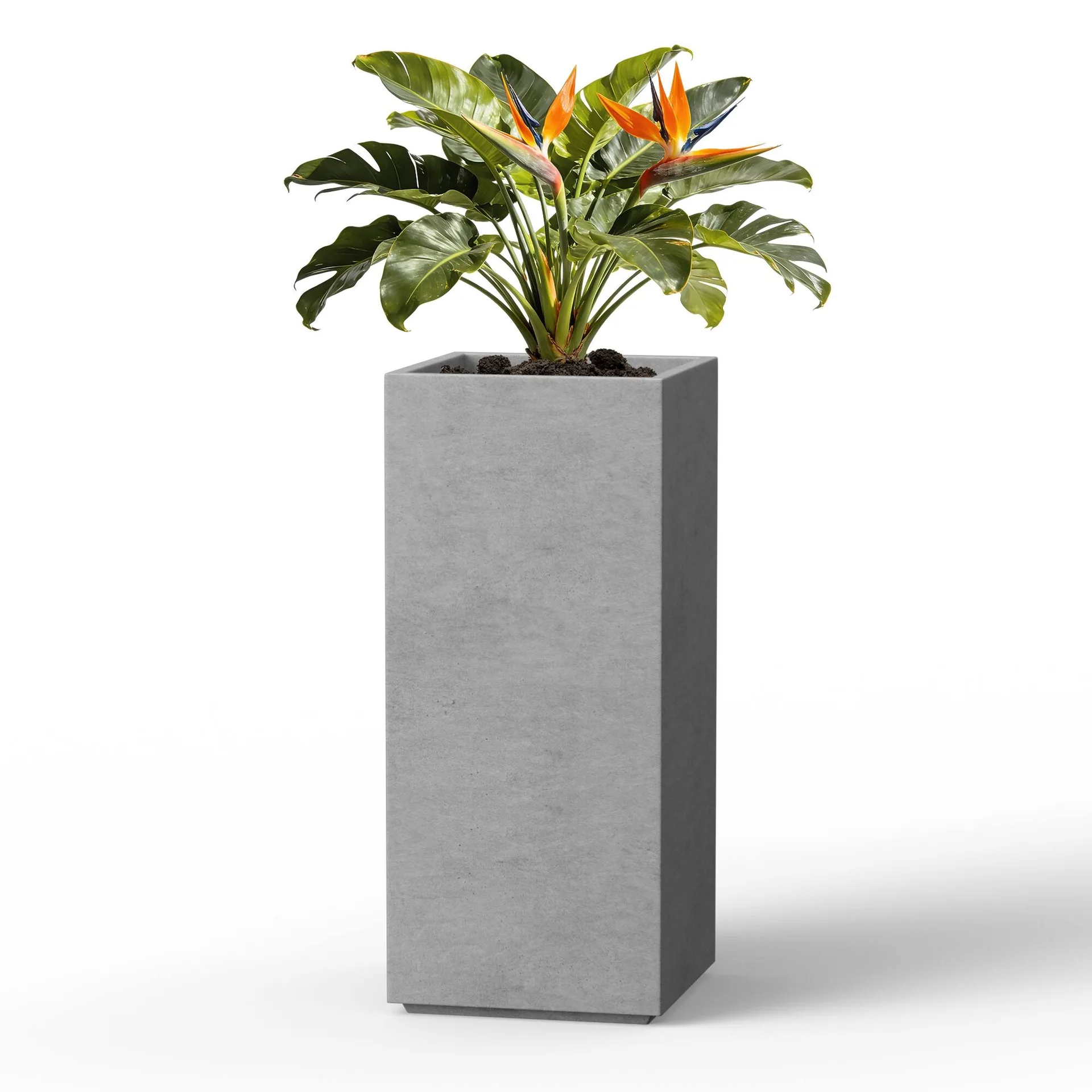 Potted Plant