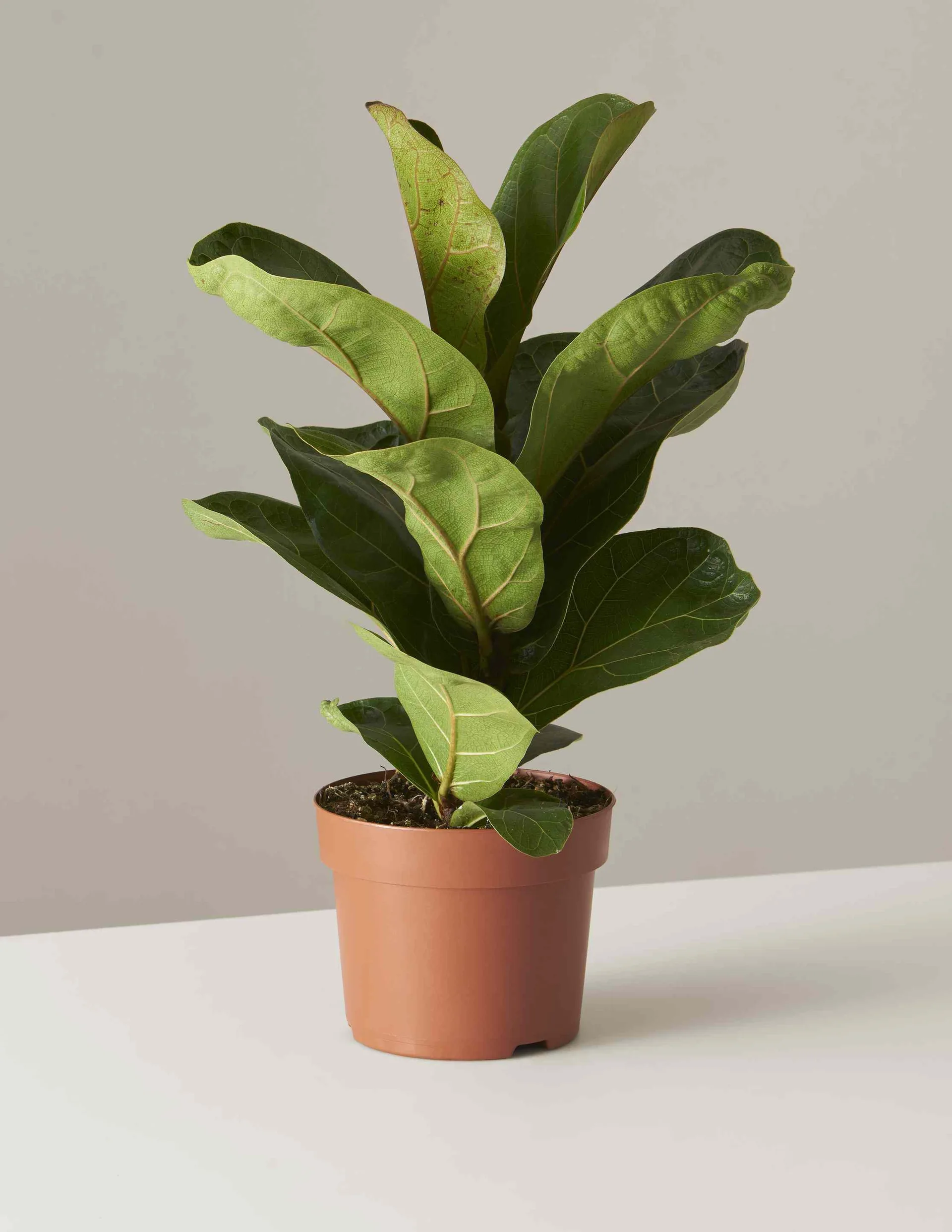 Potted Fiddle Leaf Fig