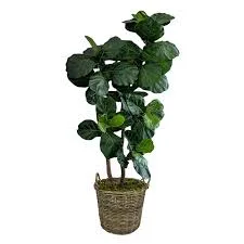 Fiddle Leaf Fig Plant