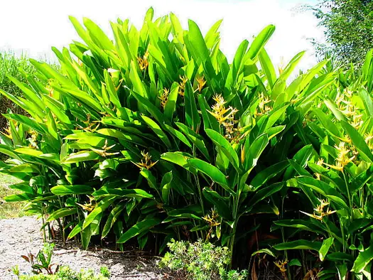 Tropical Plants