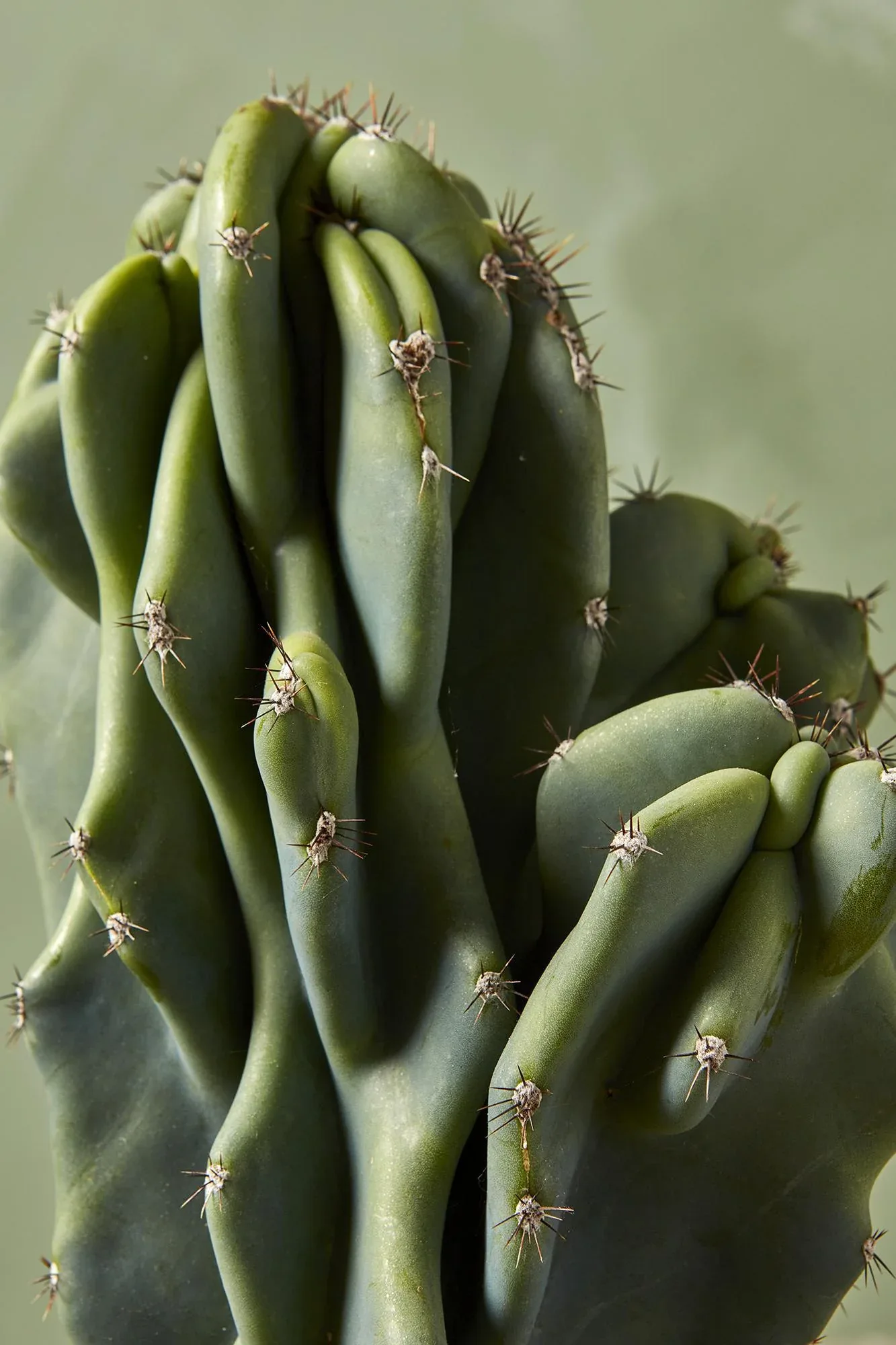 Monstrous Cereus Peruvianus Cactus Plant