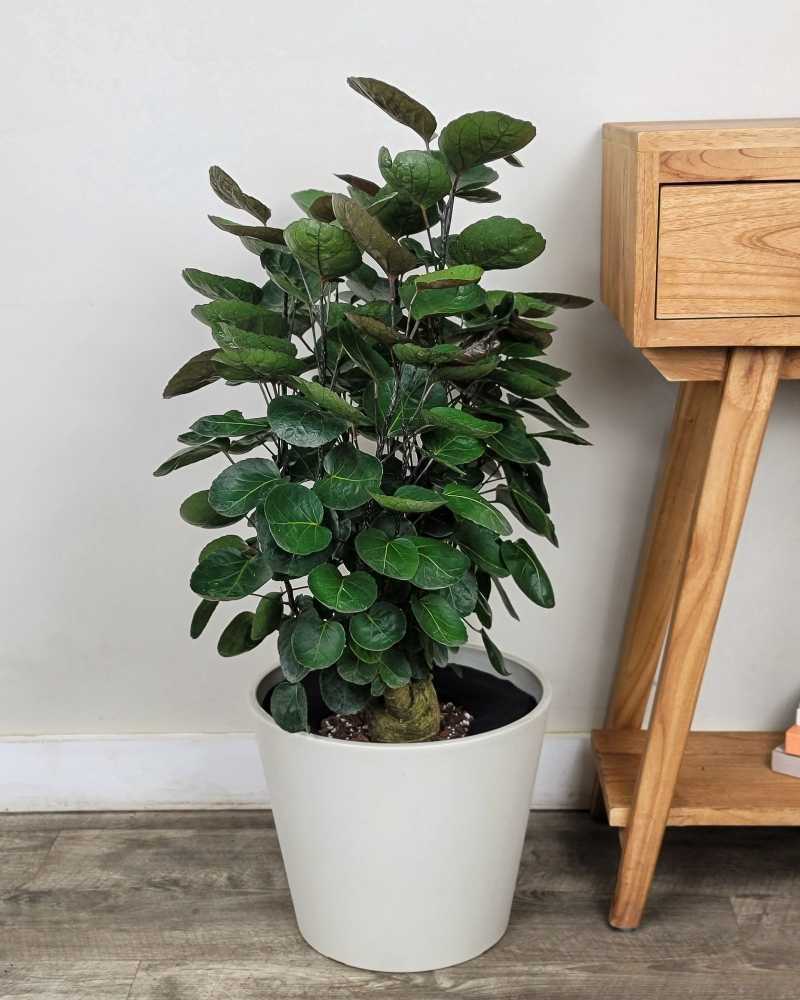 Fabian Aralia Potted Plant