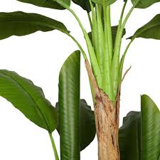 Anna Potted Banana Plant