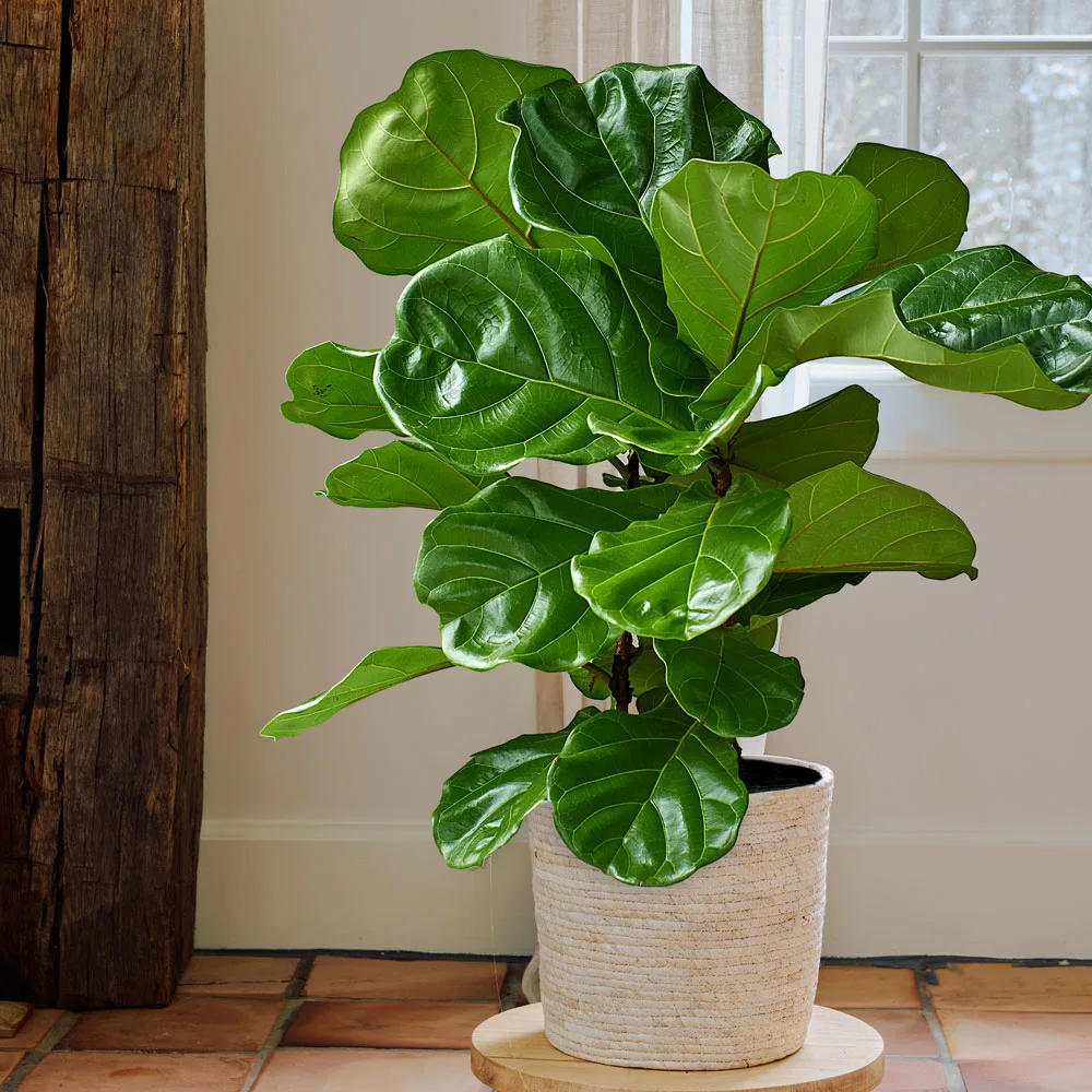 Fiddle Leaf Fig Plant