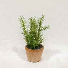 Rustic Rosemary Potted Plant