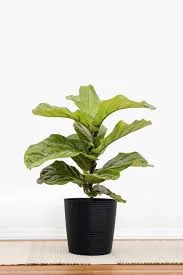 Fiddle Leaf Fig Plant