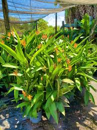 Heliconia: Exotic Blooms for Tropical Gardens